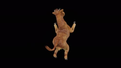 Cute 3D Calf Dancing Animation