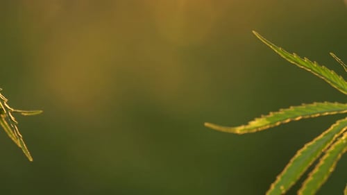 Marijuana Field. Cannabis Cultivation. Close Up View on a Leave of Canabis Swaying in the Wind on