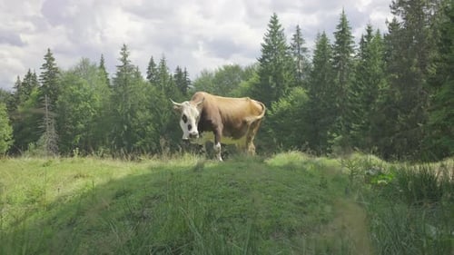Beigefarbene Kuh mit einer Glocke am Hals grast an einem sonnigen Tag auf einer Sommerbergwiese.