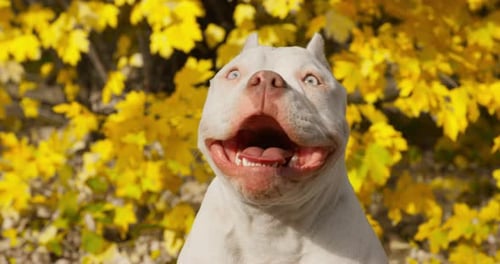 Excited American Bully Dog Has Fun Against Yellow Leaves