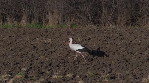 Stork Walking in a Plowed Field