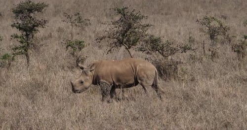 Weißes Nashorn, Ceratotherium simum, Kalbskratzen auf einem Baum, Nairobi Park in Kenia
