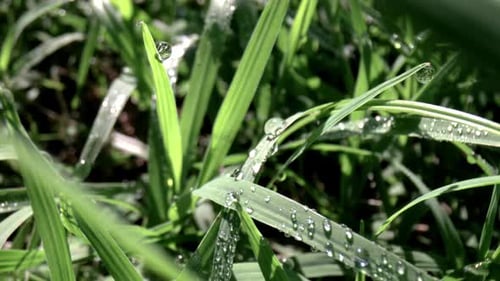 Macro Film of a Dew Drops on Blades of Grass