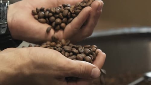 Coffee Beans Being Poured from Hand to Hand