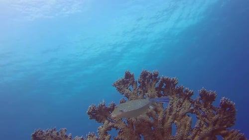 Blue Background and Boxfish