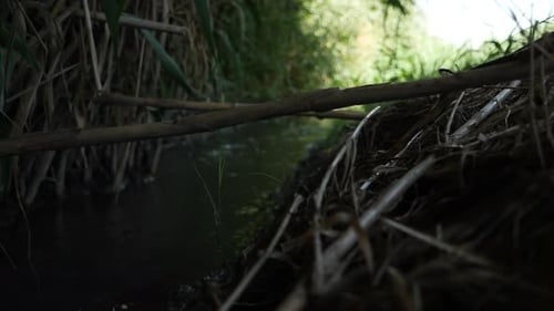 Im Sommer zum Bach hinunterziehen Dunkelgrüner Wald