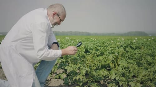 Scientist Examining Plants in a Field