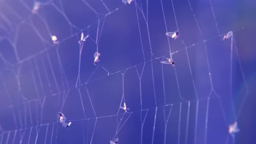 Dead flies in the web.Spider web with flies close-up on a dark blue background.