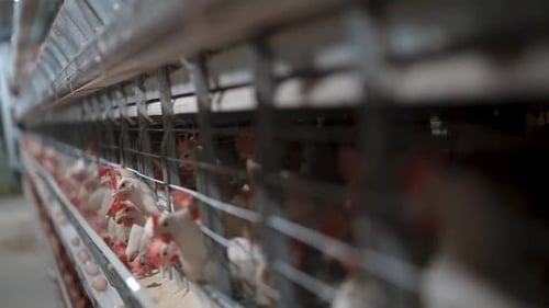 Chicken Farm Interior