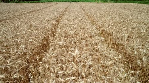 Golden Wheat Field in Rural Farmland