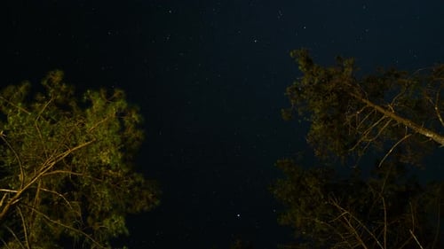 Starry Night Sky Time-Lapse with Trees