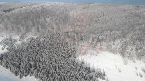 Weißer Hügel mit Wald