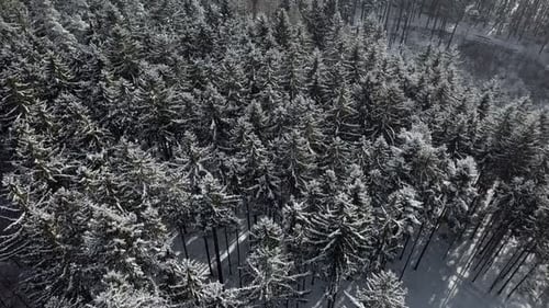 Aerial View of a Snow-Covered Winter Forest