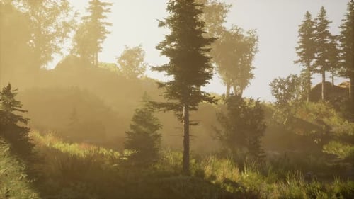 Une lumière vive tombe dans la forêt sombre