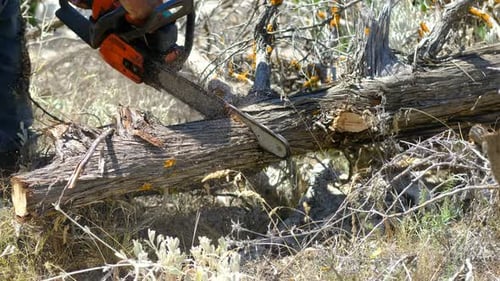 Chainsaw Cuts Fallen Tree in Rural Setting
