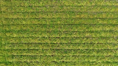 Vista aérea da fazenda