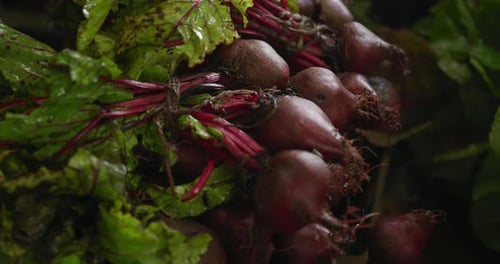 Beetroot on organic farm