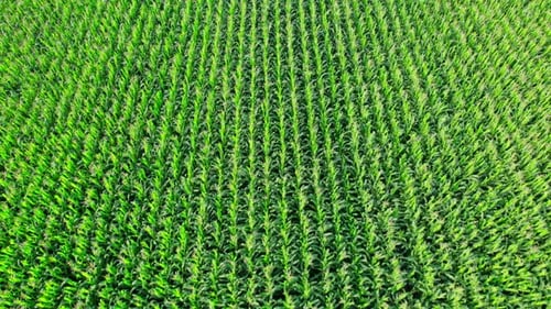 Drone Flies Over Green Agriculture Corn Field