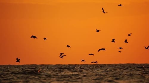 A Flock of Seagulls Fly and Fish in the Sea
