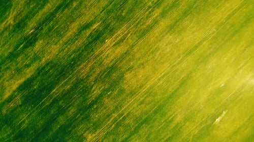 Aerial View on Endless Green Agricultural Field