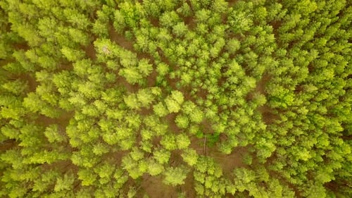 Pine Woods