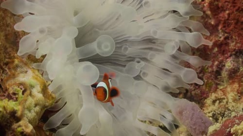 Poisson clown nageant à l'intérieur d'une anémone de mer blanche sur un récif corallien, gros plan.
