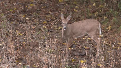 Deer Grazing in Autumn Woods