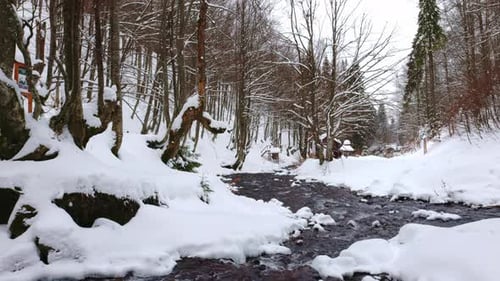 A Mountain Stream Flows Among Stones and Trees in the Carpathian Mountains