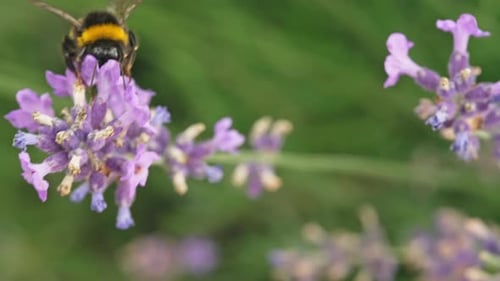 Bumblebee Foraging on a Purple Lavender Flower