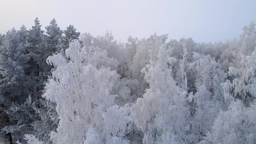 Frosty tree branches in the afternoon in the forest