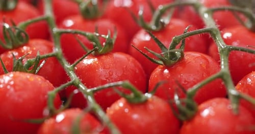 Pulvérisation d'eau sur tomate cerise rouge