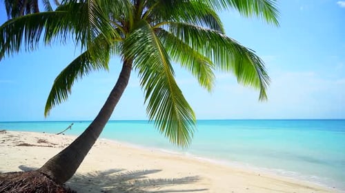 Tropical beach with sand and palm tree