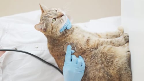 Vet Examining Tabby Cat with Stethoscope