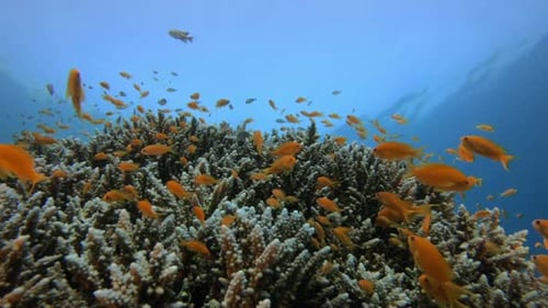 Vibrant Coral Reef Ecosystem with Orange Fish