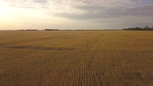 Volando un Zumbido sobre un gran campo amarillo de trigo por la noche