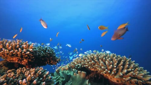 Underwater Coral Reef Marine