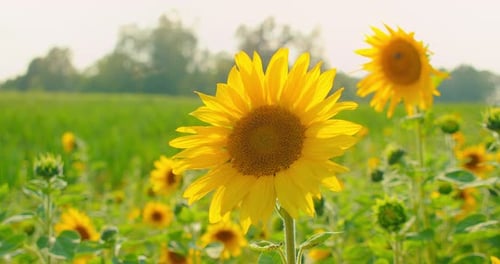 Sunflower Closeup in the Field Background