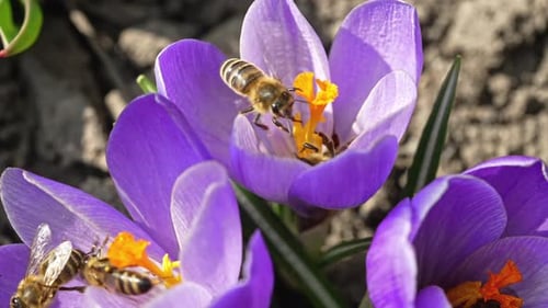 Macro View of Bees on Violet Crocus Flower Collecting Nectar
