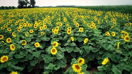 Aerial view of sunflowers in fresh green fields.
