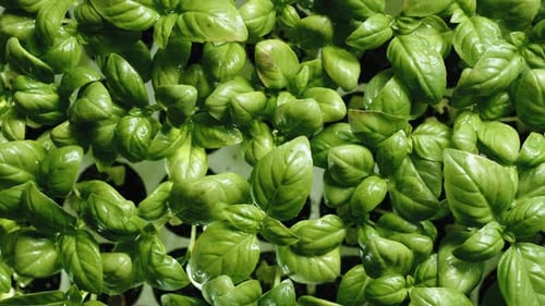 Close Up of Bright Green Basil Plants