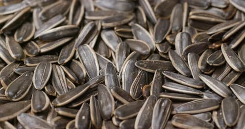 Close Up of Pile of Sunflower Seeds