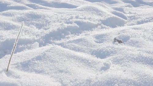 First snow covering hill 4K 2160p UHD video - First snow covering plants outdoor natural 4K 3840X216