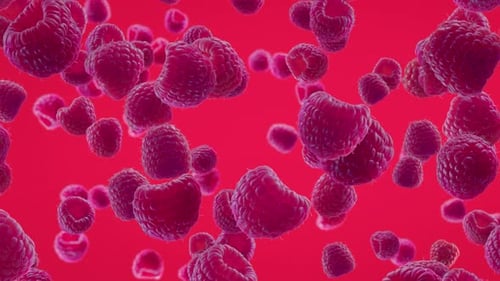 3D Animated Falling Raspberries Loop on Red Background