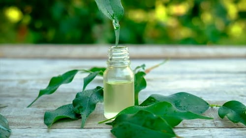 Óleo essencial de tea tree em uma pequena garrafa