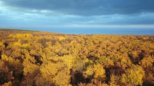 Herbstliche Wald-Natur