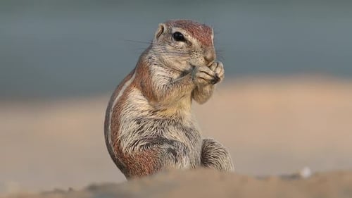 Feeding Ground Squirrel