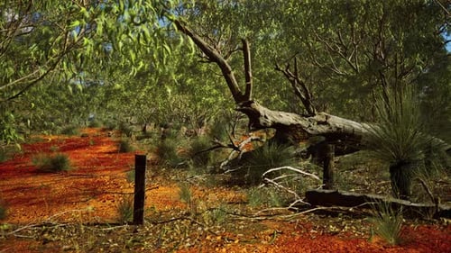 Exploring Vibrant Australian Bushland with Red Earth and Green Trees