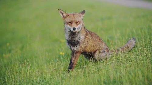 Un renard urbain brun à Greenwich, à Londres, se repose sur l'herbe puis s'enfuit - Plan large