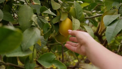 Hand Touching Ripe Lemon on a Citrus Tree