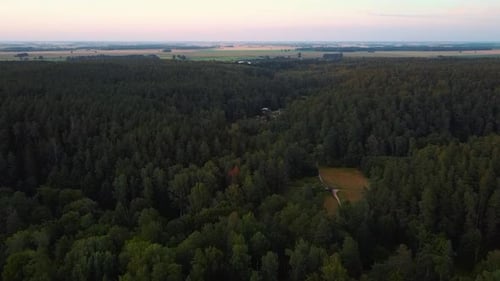 Tervete Naturpark in Lettland mit Grünkiefern und Fichten, Nadelbäumen, Baumwipfeln, Wald 4K Video